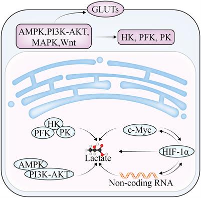 Research progress on the mechanism of glycolysis in ovarian cancer